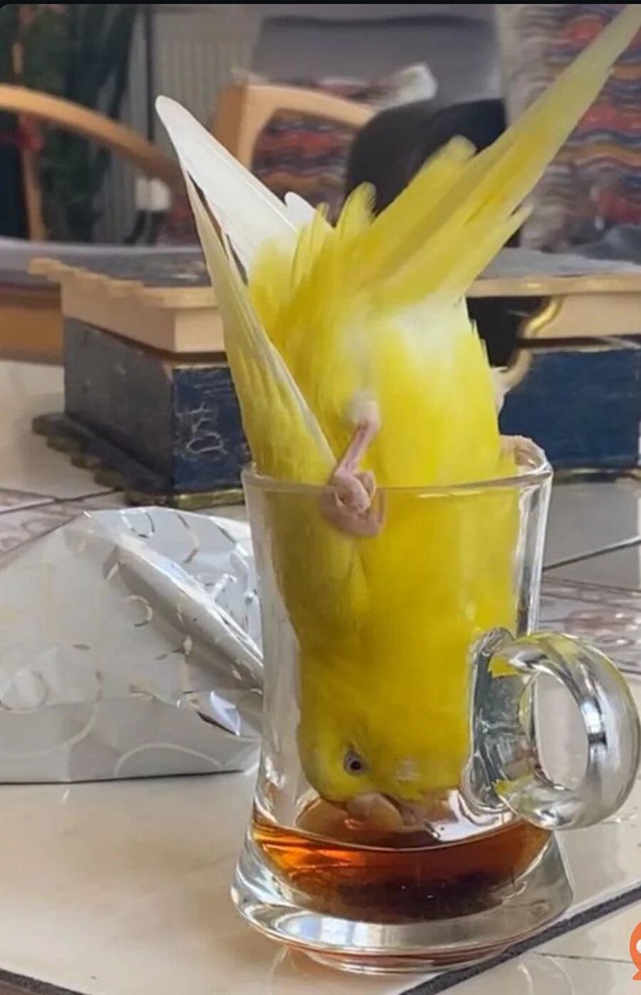 Allah hiçbir canlıyı çaysızlıkla sınamasın