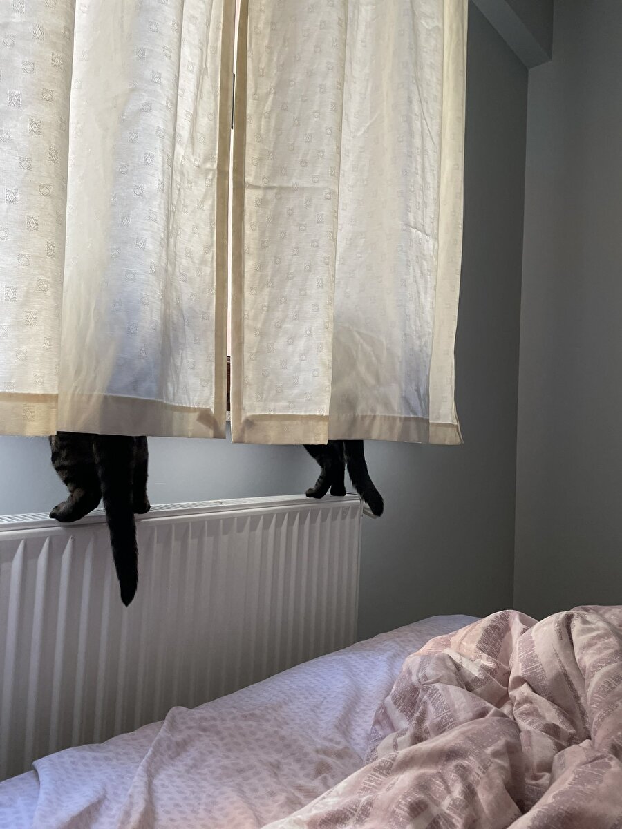 Kediler ile insanlar arasındaki o açıklanamaz bağ