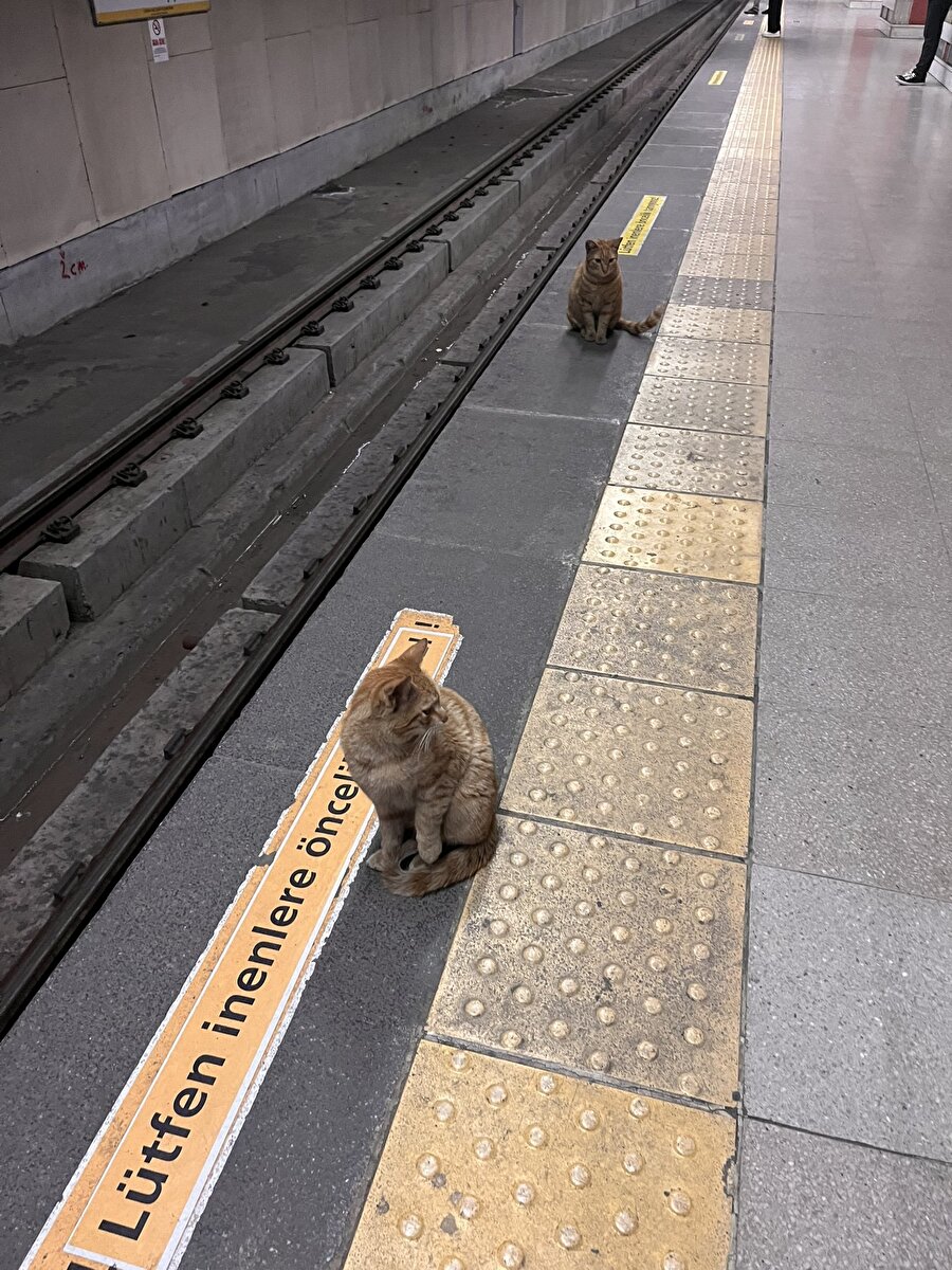 Metro o kadar uzun süredir gelmemiş ki kedinin ertesi günkü hali de bekliyor