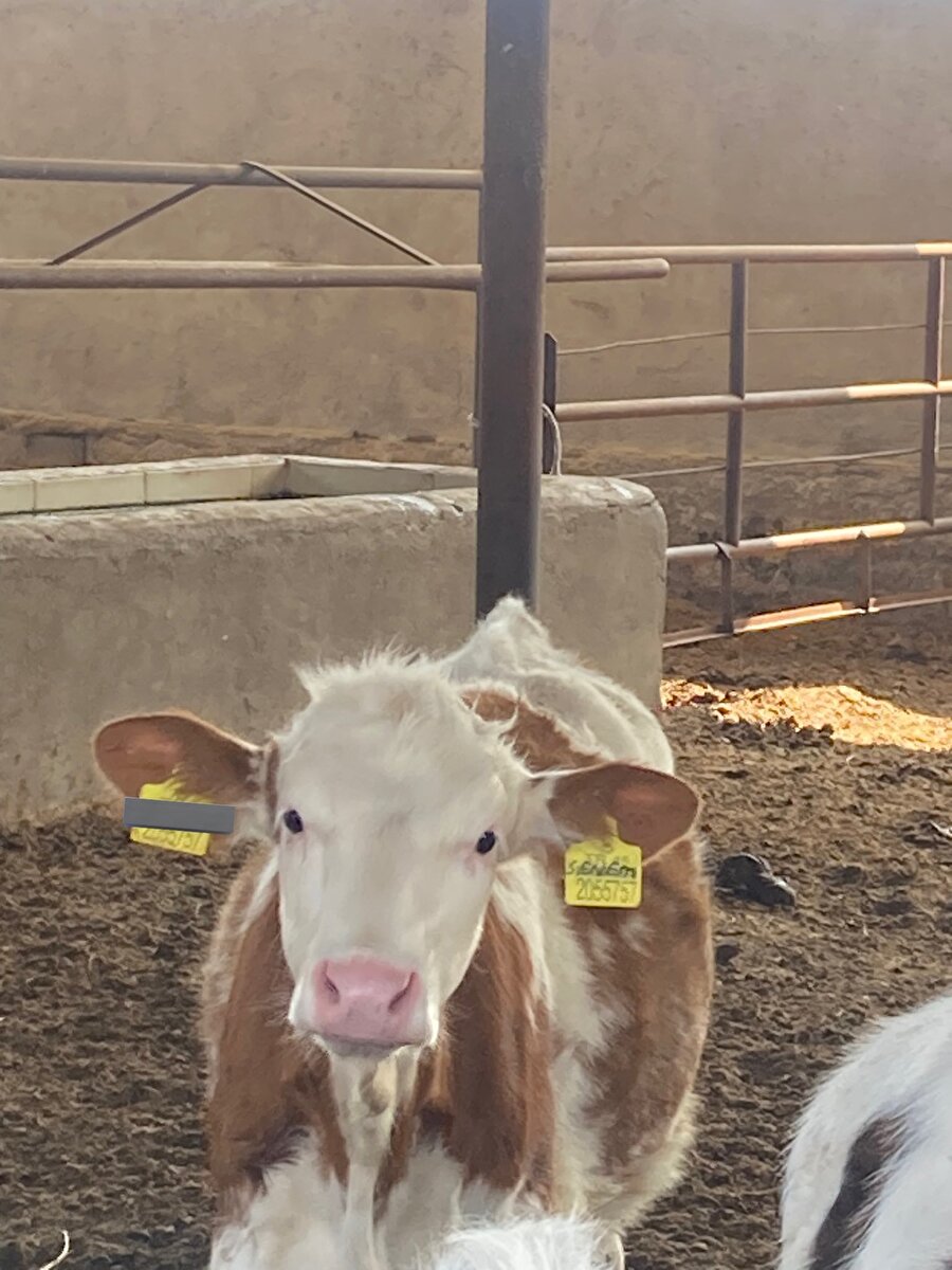 Sen seni seviyorum demesen de olur