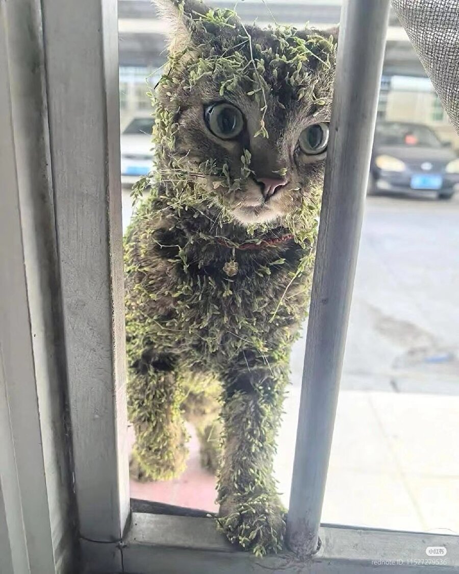 Hayatın sillesini yiyip eve geri dönen kedi