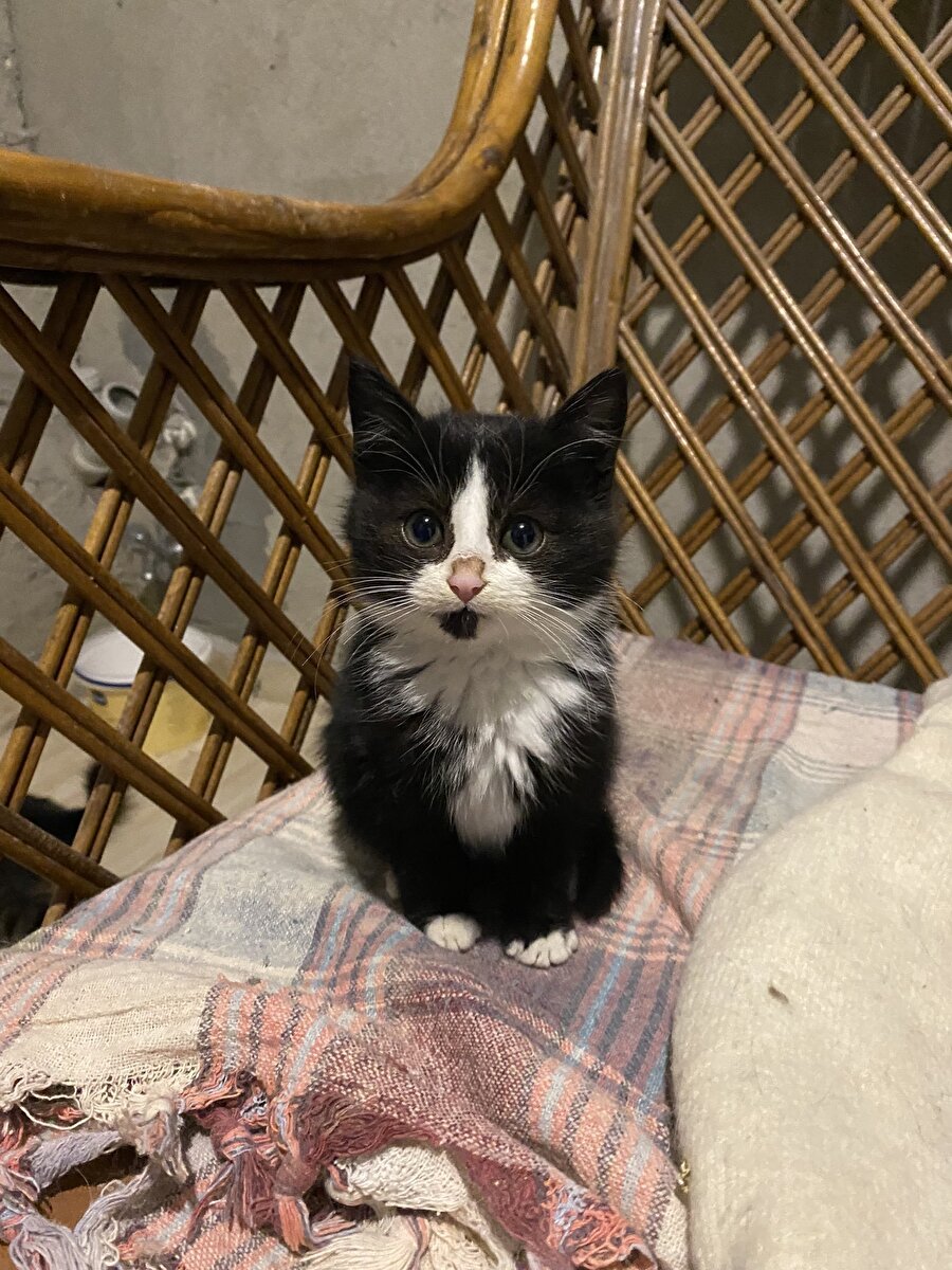 Burnunun tatlılığına kalbimizi bıraktık