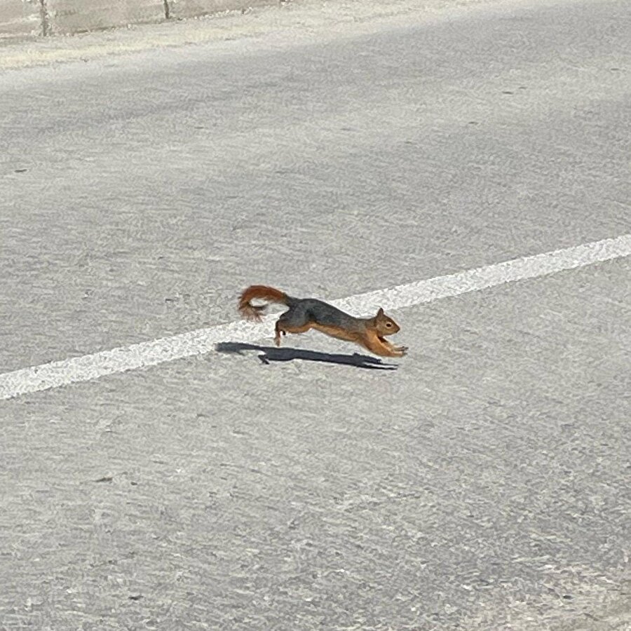 Sandy özgürlüğüne kavuşmuş