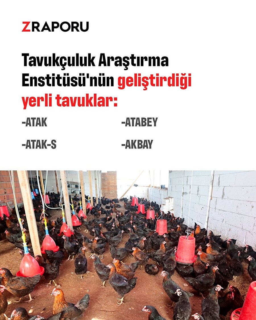 Yerli tavuklar geliştirildi 