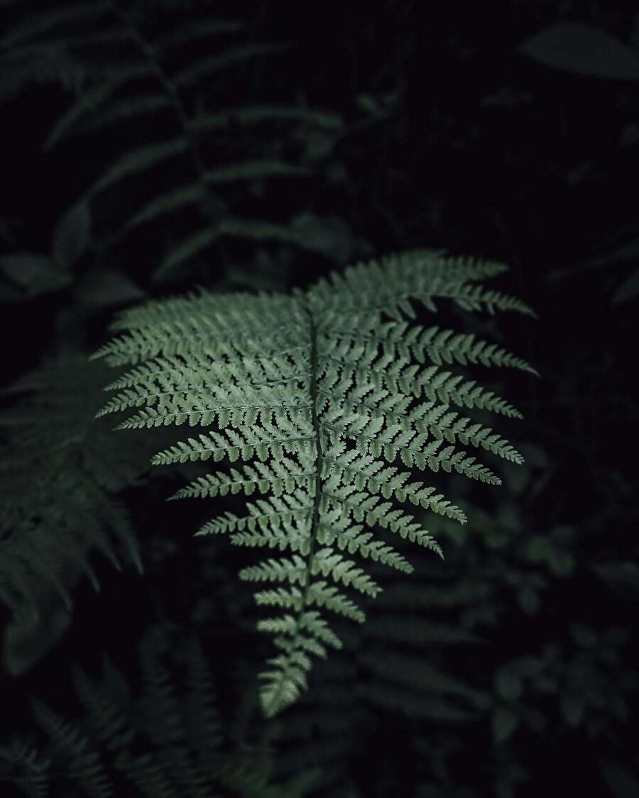 Karadeniz kıyısında bir doğa harikası: Batum Botanik Bahçesi 📍