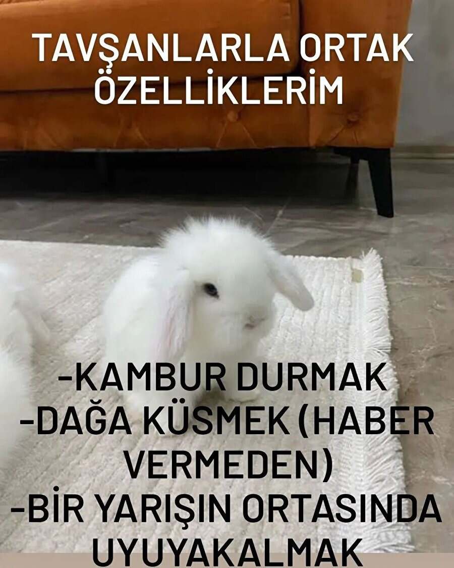 Tavşan olduğumuzu öğrendik