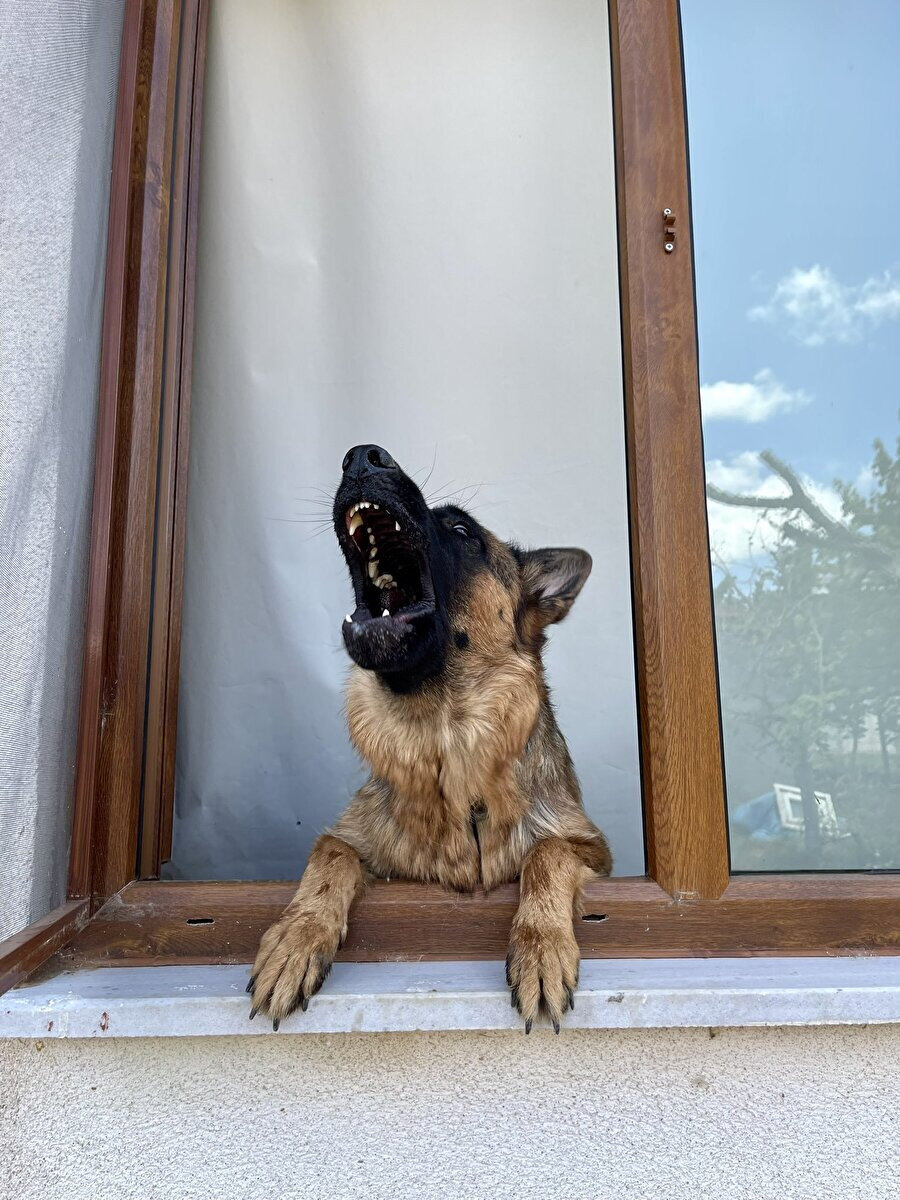 Köpek sevmeyen misafir gelince köpeklerin yaşadığı dram