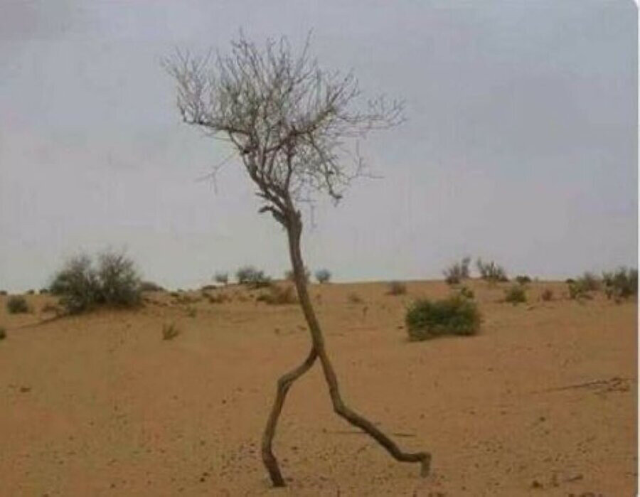 Yaprak Dökümü bir kez daha yayınlanırsa Yaprak Dökümü ağacı