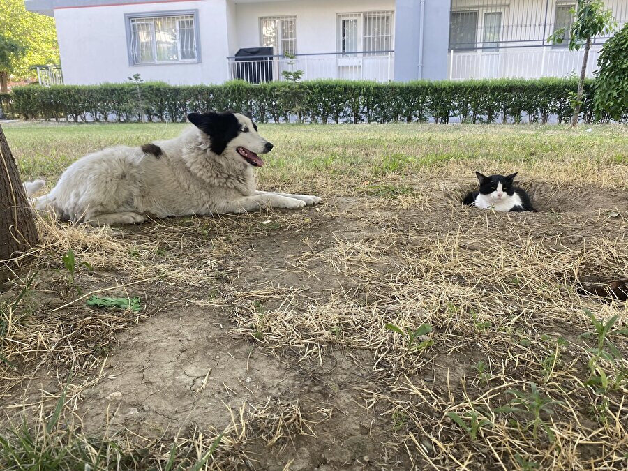 Ferahlamak için açtığı çukuru kediye kaptırmış