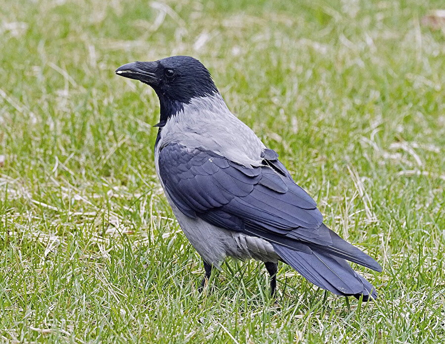 Karga olduğumuzu öğrendik
