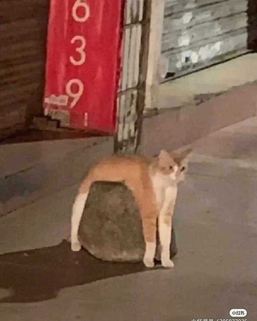 Kediler neden böyle?