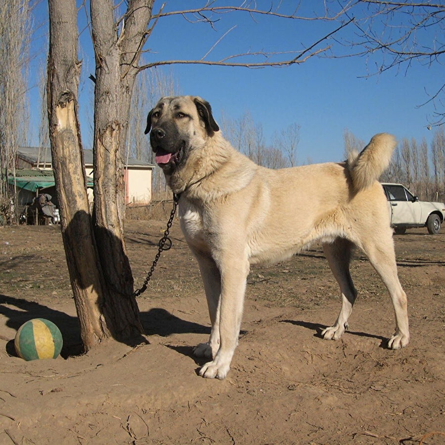 Sivas'taki ani hava değişiklikleri Kangalları depresyona soktu