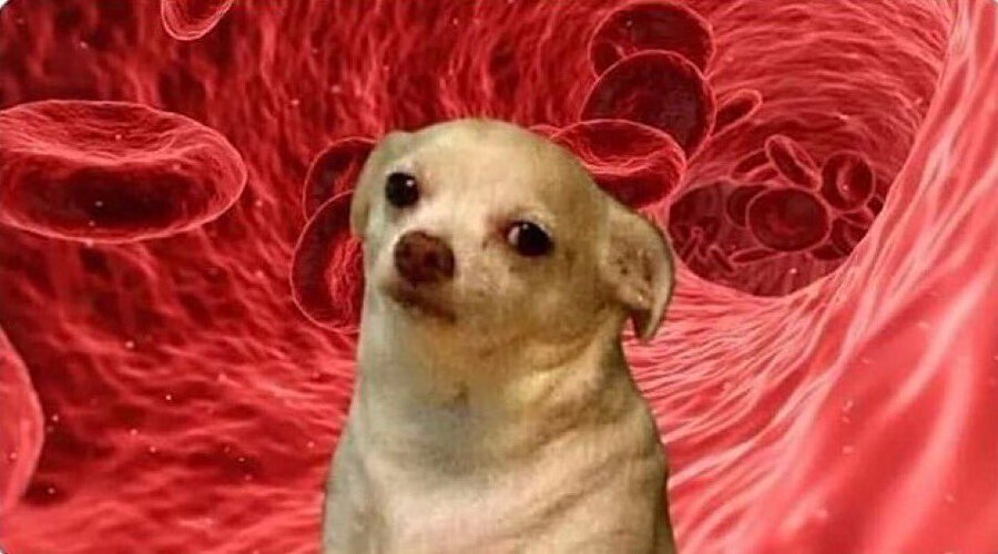 Sağlıksız beslenip takviye olarak d vitamini demir çinko magnezyum aldığımı gören kemik iliğim