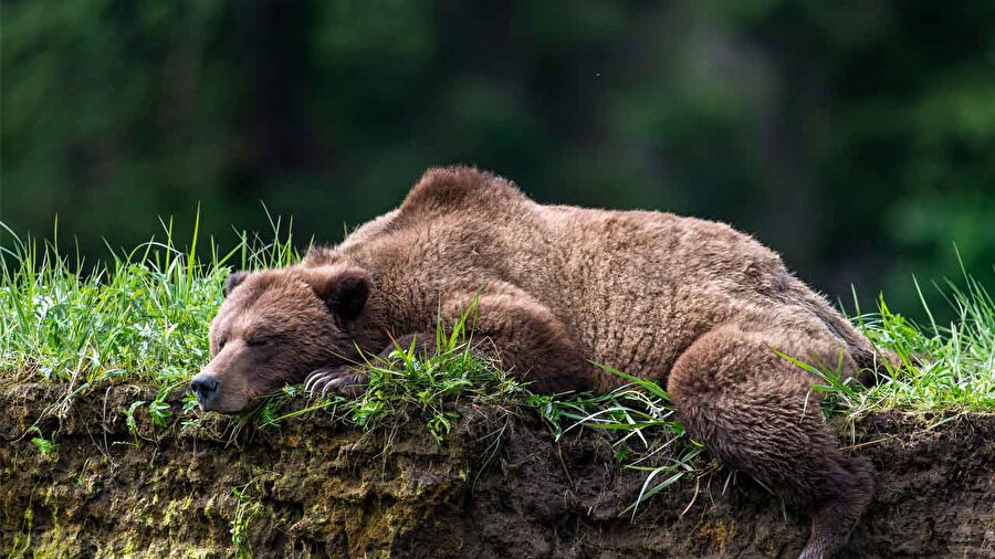 Bazı ayıların hâlâ uyanmadığı belirlendi