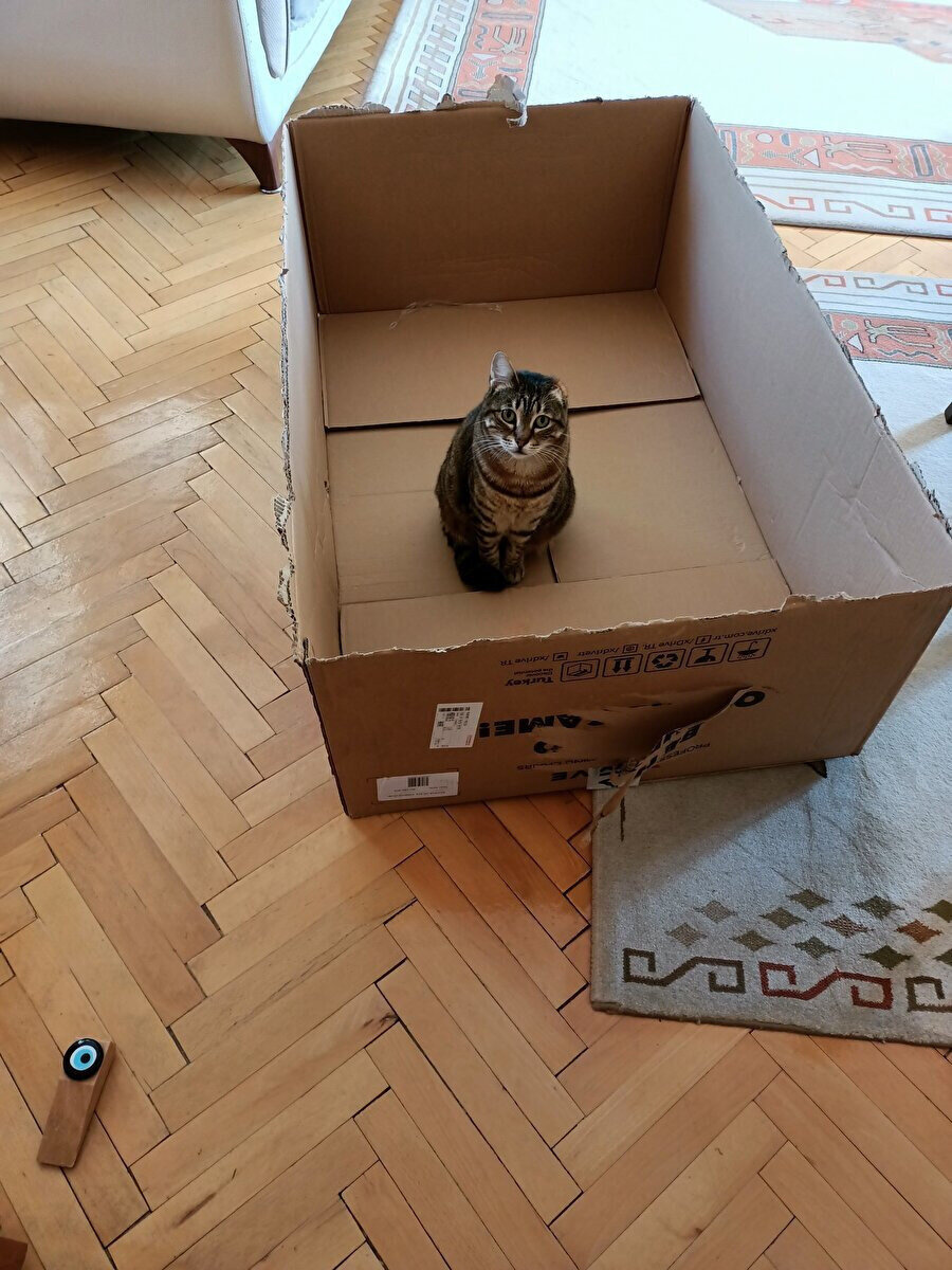 İdeal kedi yatağı