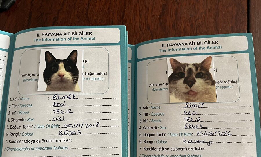 Kedi kimliği