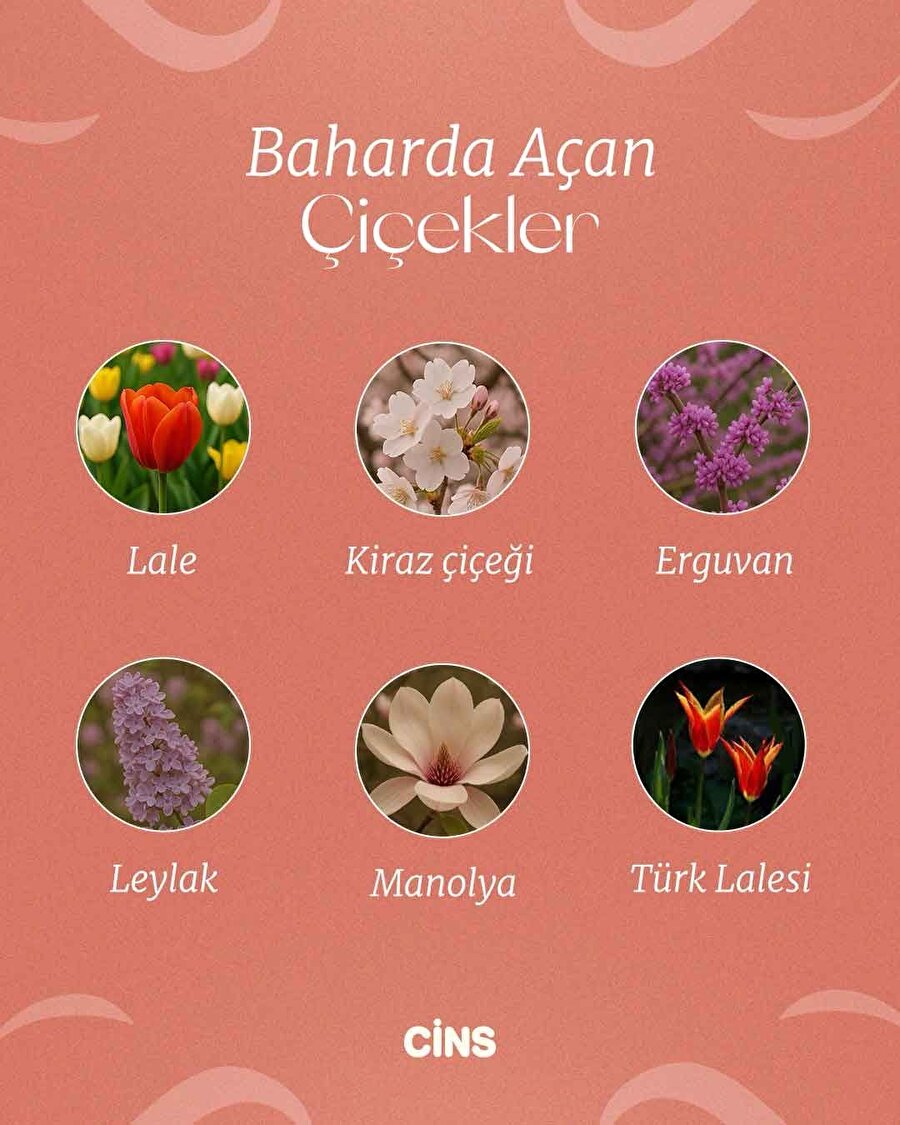 Baharda açan çiçekler💐