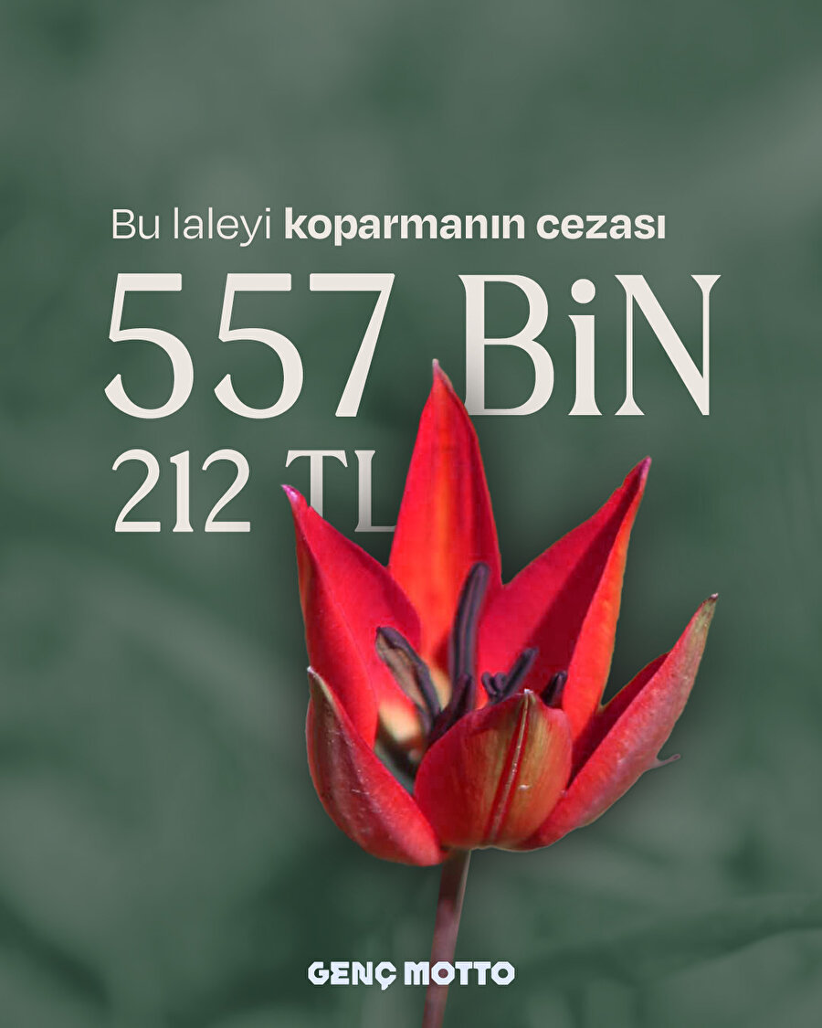 Ters açan laleyi koparmak 557 bin lira