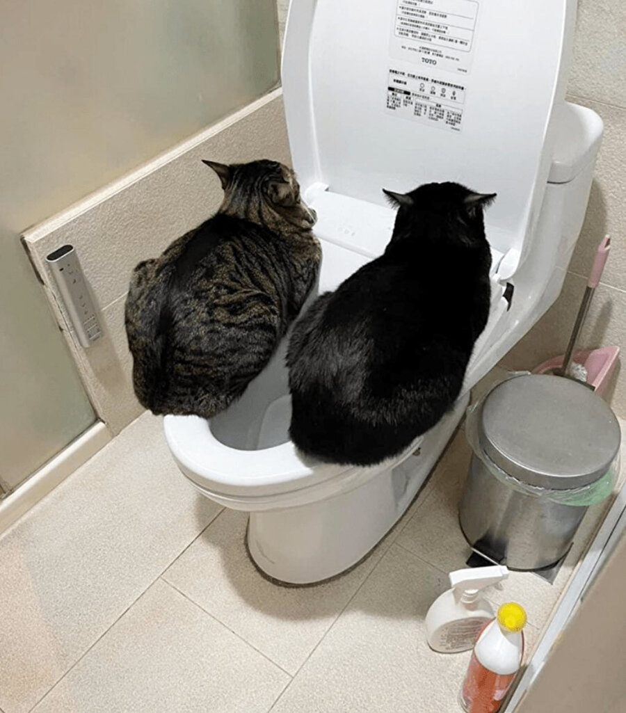 Kedilerin 5 dakika önce tanıştıkları kedilerle kurdukları samimiyet