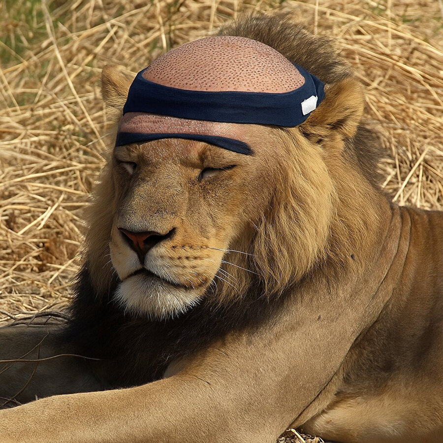 Kelleşmeye başlayan aslana gerekli müdahale yapılmış