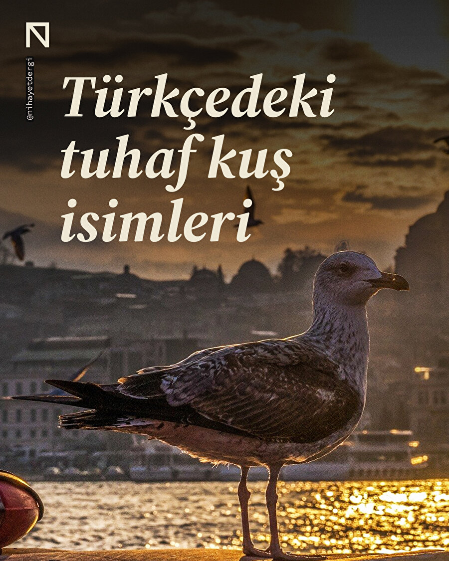 Türkçedeki tuhaf kuş isimleri