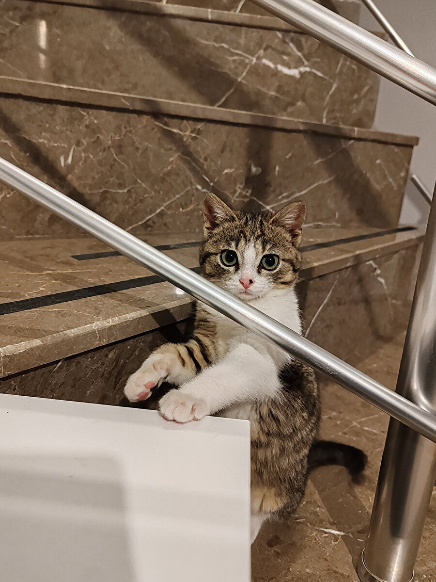 Apartman görevlisi kedi