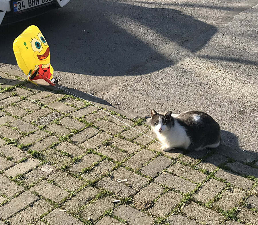 Balon almak Kedi:1 Ben:0