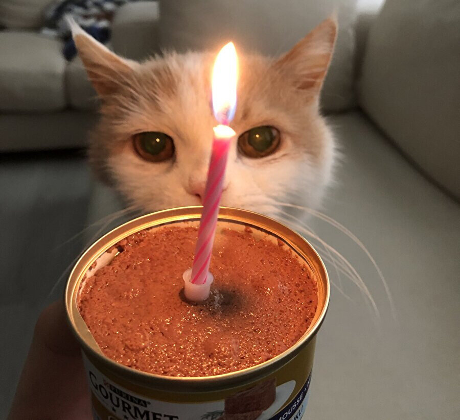 Doğum gününün kutlanması Kedi:1 Ben:0