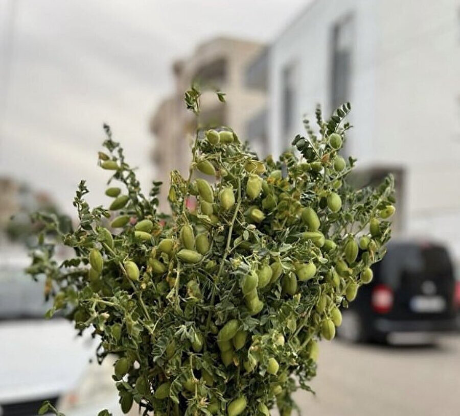 Yalnızca gerçek gurmelerin sevdiği o yiyecek