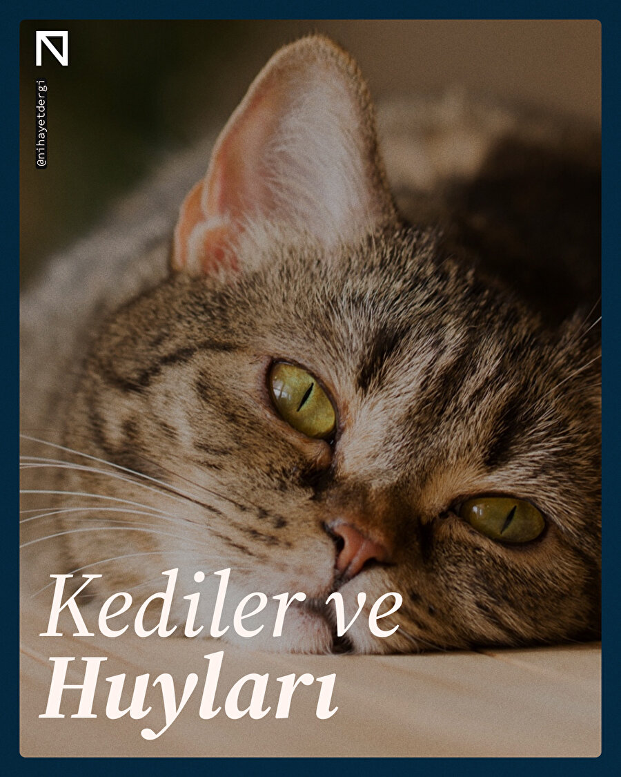 Kediler ve Huyları 🐈