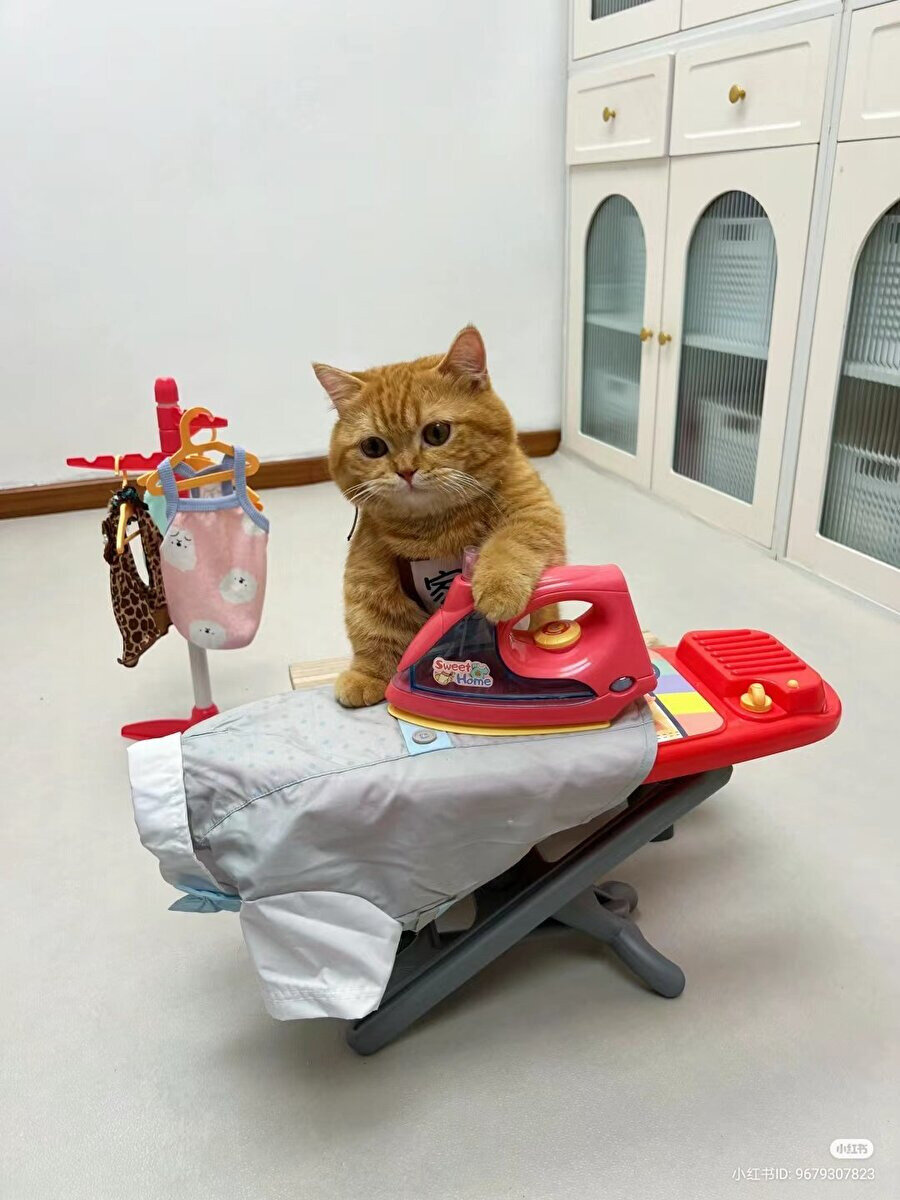 Kediler sadece yatıyor diyenler utanır mı?