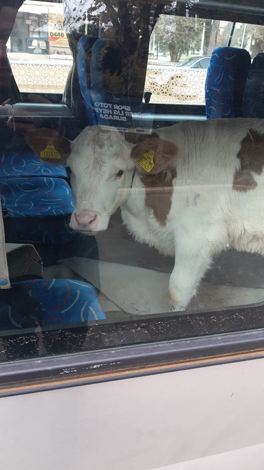 Müsait bir yerde inek