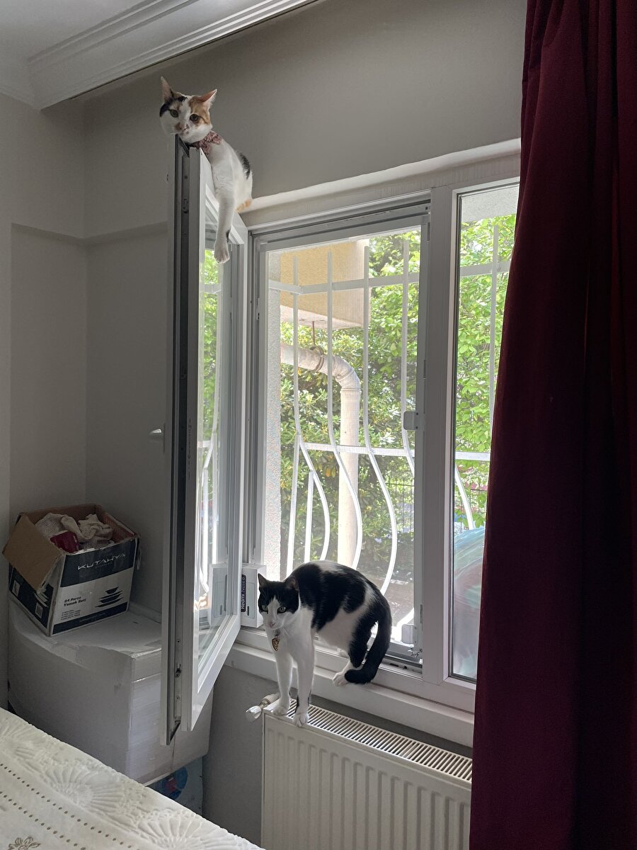 Kediler ve yaz konumları