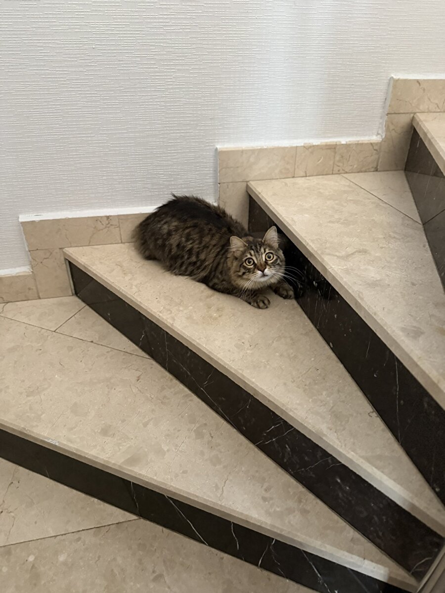 Kediler ve suçlu olduklarında sergiledikleri masum rolü