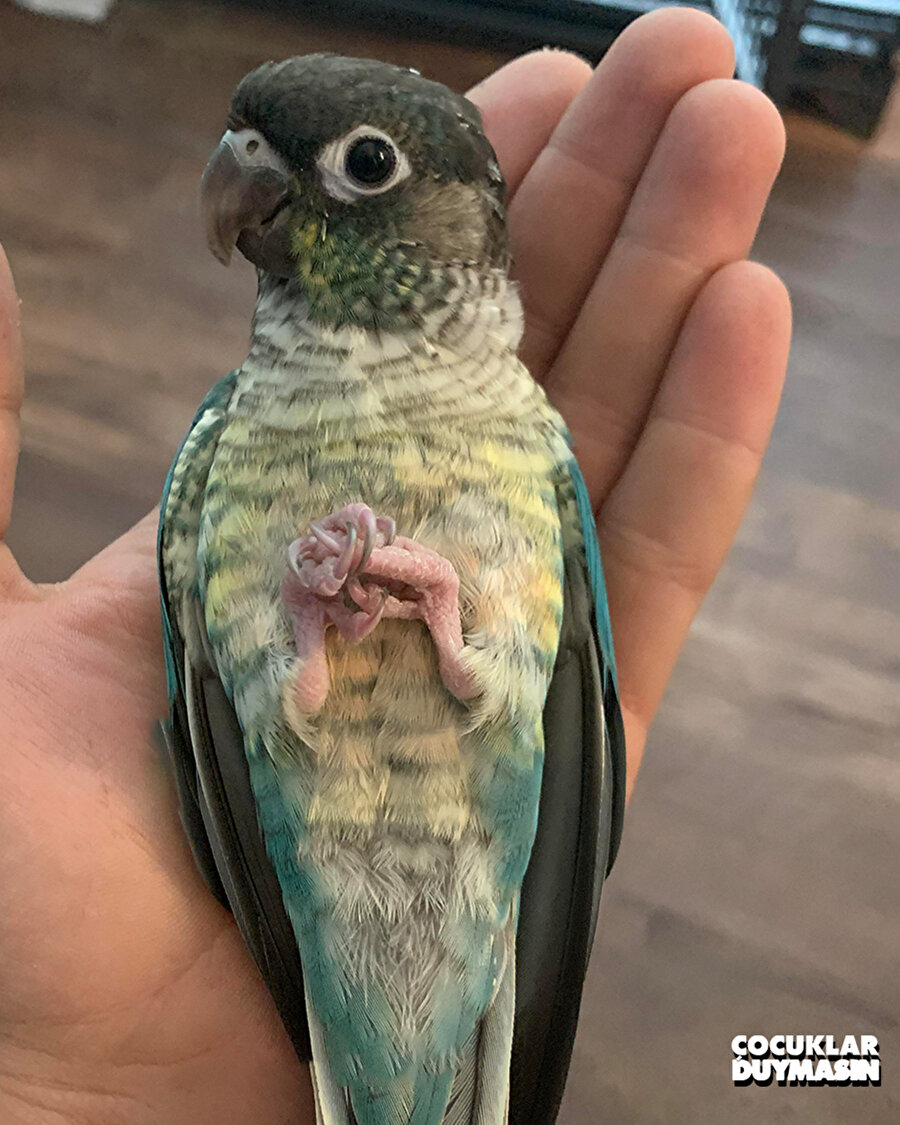 Çocuklar Duymasın Sinan