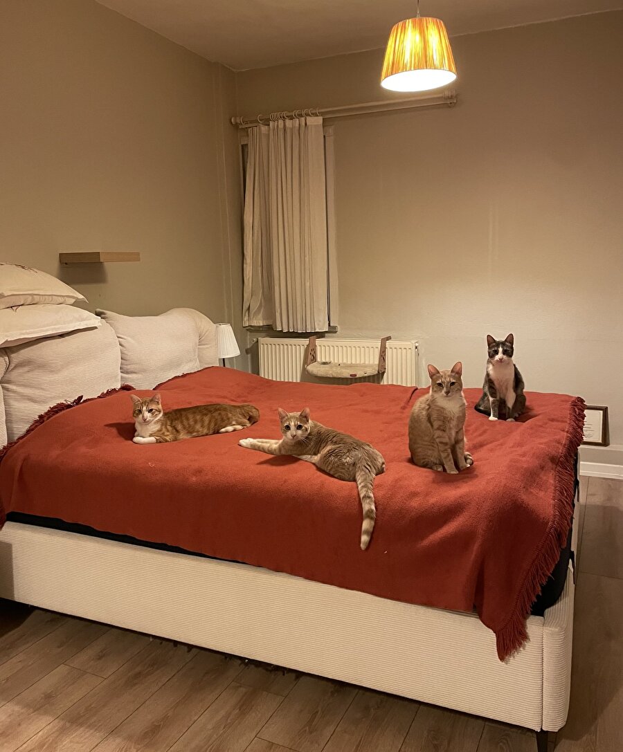 Kocaman bir kedi yatağı görüyoruz