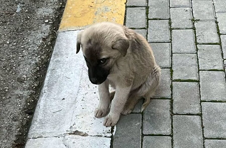 Liselilerin arasında kalınca hissettiğimiz garibanlık