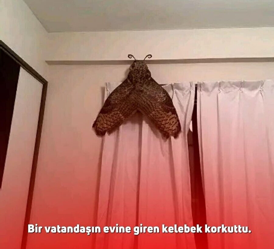 Gregor Samsa sen misin?