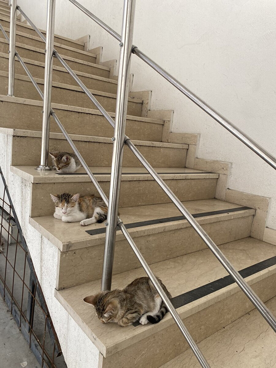 Sadece nasıl sıraya dizildiklerine bakın