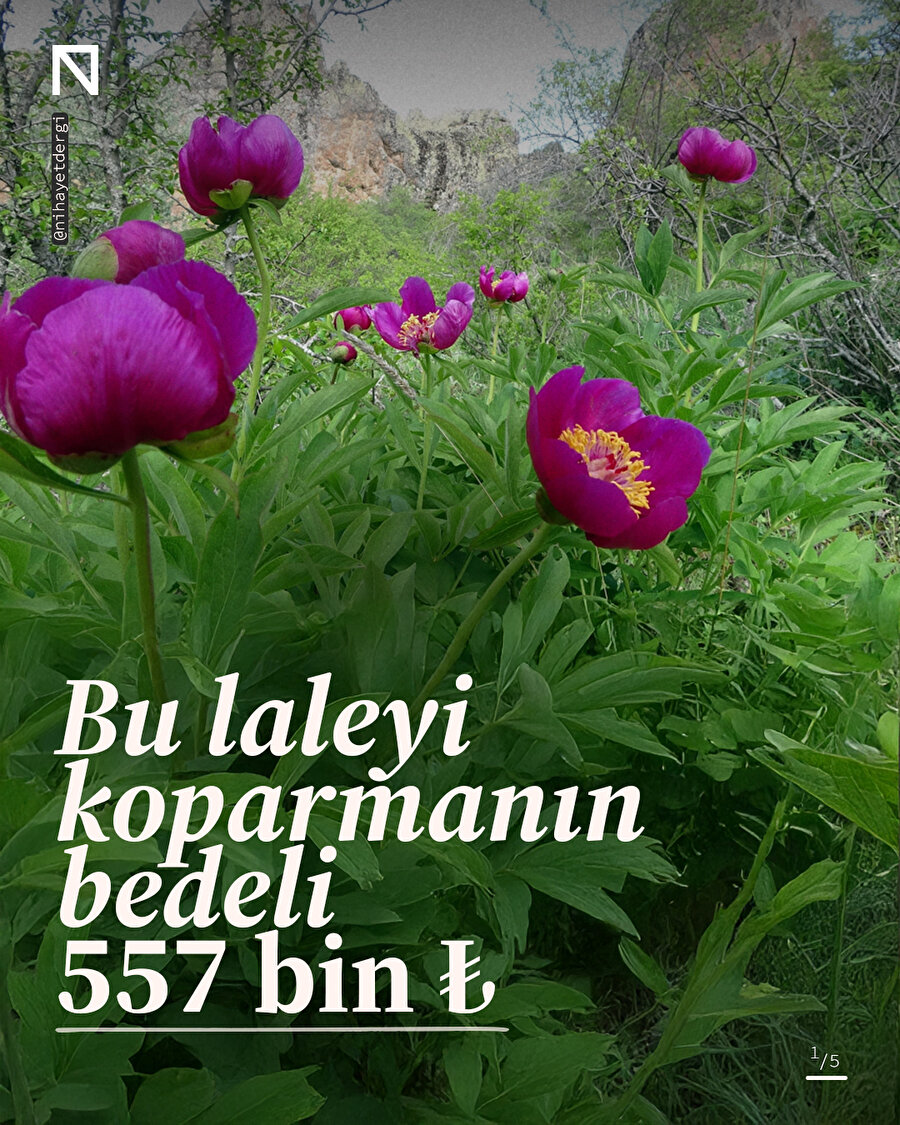 Bu laleyi koparmanın bedeli 557 bin TL