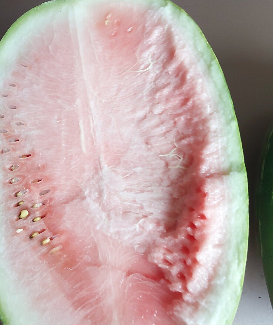 3 saat kucağımda taşıyıp eve getirdiğim karpuz