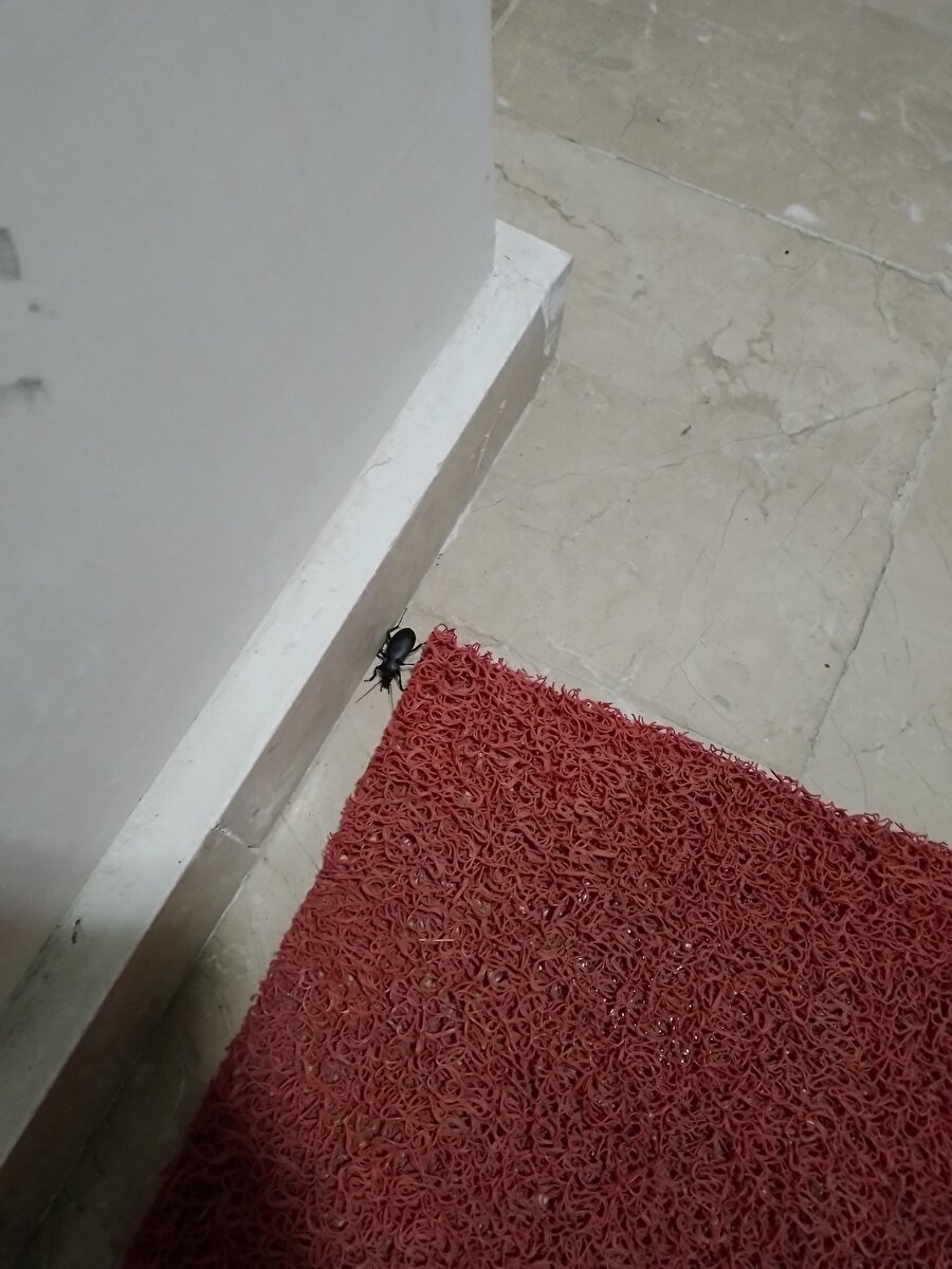 Gregor Samsa'yı rahat bırakın