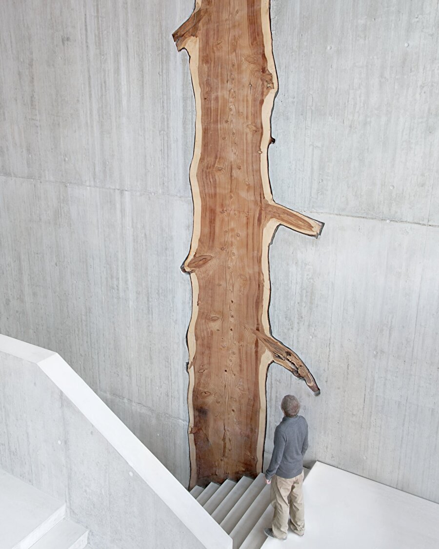 İçinden ağaç gövdesinin geçtiği yapı: Martinet Koleji 