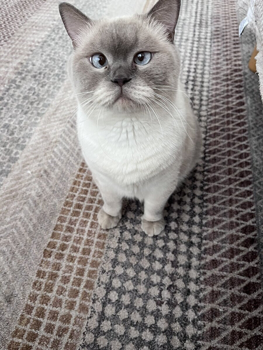 Baktığımı çaktırmamaya çalışırken benim gözler