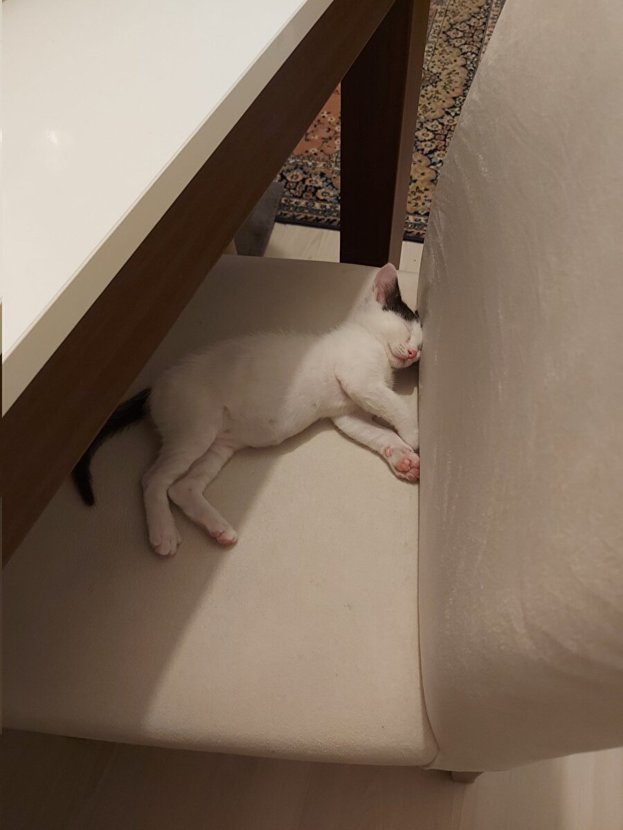 Bizim zaman ve mekan fark etmeksizin uyuyakalma yetenekleri