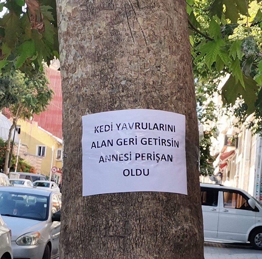 Kedileri geri bırakın