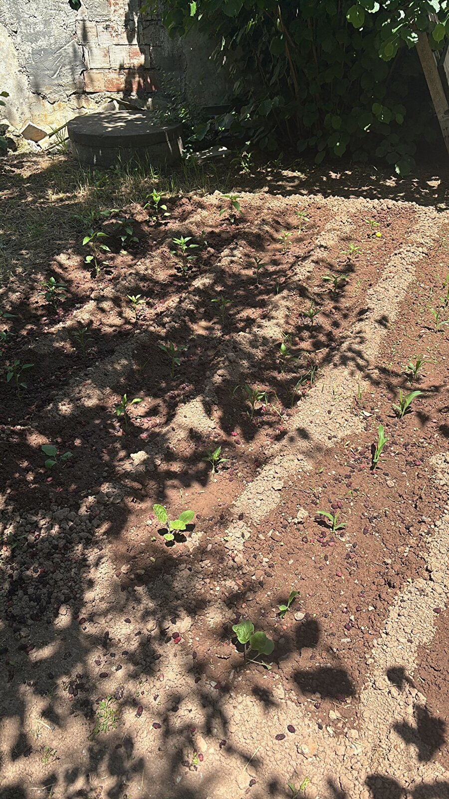 Mısır ekilmiş 5 dk kim bekleyecek şimdi