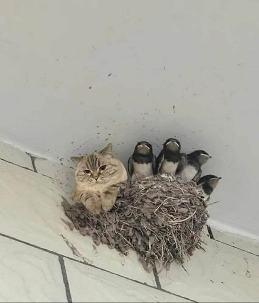 Kedilerin olmaması gereken yerler