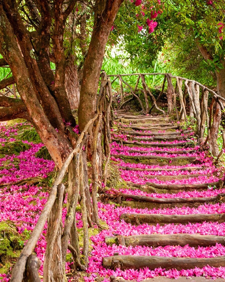 Madeira’nın büyüleyici ormanı: Fanal 📍