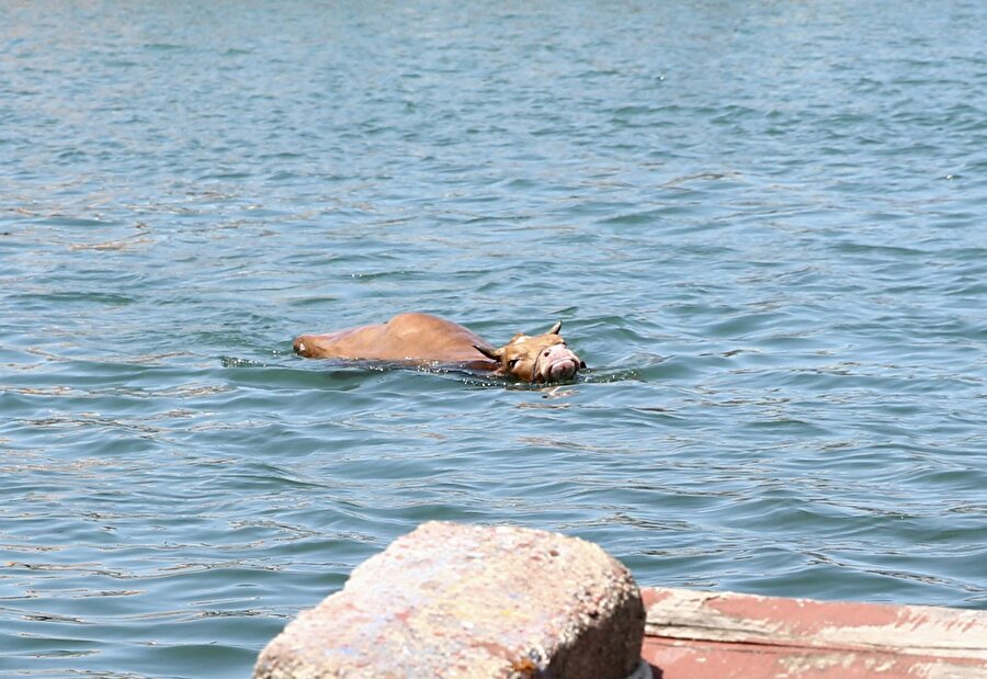 Giresun'da kaçan bir kurbanlık denize girdi
